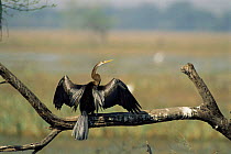 Indian / Oriental darter drying wings {Anhinga melanogaster} Keoladeo Ghana NP, Bharatpur, Rajasthan, India