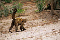 Common squirrel monkey {Saimiri sciureus} riding on back of Common Woolly monkey {Lagothrix lagotricha} Manaus, Brazil, South America