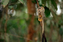 Common squirrel monkey {Saimiri sciureus} Manaus, Brazil, South America