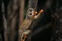 Common squirrel monkey {Saimiri sciureus} Manaus, Brazil, South America