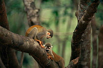 Two Common squirrel monkeys {Saimiri sciureus} playing up in tree, Manaus, Brazil, South America