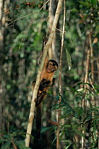 White fronted capuchin monkey {Cebus albifrons} Manaus, Brazil, South America