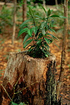New Rainforest sapling growing within stump of dead tree, Manaus, Brazil, South America