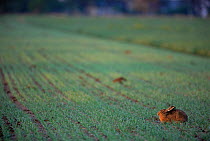 European hare {Lepus europaeus} in crop field, Gotland, Sweden