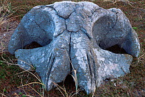 Grey whale skull {Eschrichtius robustus} Siberia, Russia