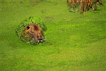 Coypu {Myocastor coypus} resting amongst duckweed in river, Camargue, France - introduced species from South America