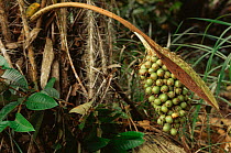 Pupunha palm tree fruits {Bactris gasipaes} in rainforest, Manaus, Brazil, South America