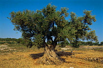 Ancient Olive tree {Olea europaea} Zakynthos, Greek island, Greece