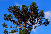 Looking up at Monkey puzzle tree {Araucaria sp} South America