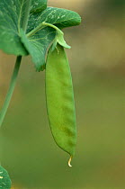 Close up of Sugar pea pod {Pisum sativum} Greece