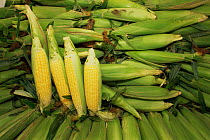 Sweetcorn cobs, Maize plant {Zea mays} Canada