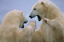 RF- Polar bears play fighting (Ursus maritimus). Churchill, Manitoba, Canada. (This image may be licensed either as rights managed or royalty free.)