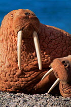 Close up of Male Walrus {Odobenus rosmarus} with large tusks, Siberia, Russia