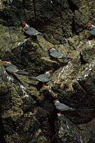 Inca terns perched on cliff {Larosterna inca} Inkaterna, Peru, South America