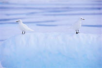 Two Ivory gulls camouflaged on ice {Pagophila eburnea / alba} Baffin Island, Canada