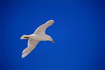 Glaucous gull flying {Larus huperboreus} Baffin Island, Canada