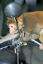 Macaque {Macaca sp} for sale, chained to motorcycle, imported from wild, Beijing, China