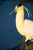 Capped heron {Pilherodius pileatus} Pantanal, Brazil, South America
