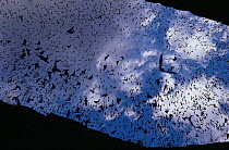 Mexican free tailed bats (Tadaria brasilienses mexicana) mass emergence at dusk from cave entrance, Carlsbad Caverns NP, New Mexico, USA