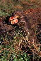 Giant otter {Pteronura brasiliensis} feeding on fish, Venezuela, captive, endangered species