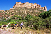 Hiking with domestic Llamas, Aravaipa Canyon, Arizona, USA