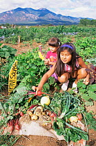 Native American children harvesting vegetables, Taos Pueblo, New Mexico, USA