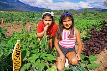 Native American children harvesting vegetables, Taos Pueblo, New Mexico, USA