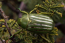 Silver / Green striped scarab beetle {Plusiotis gloriosa} Arizona, USA