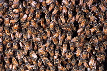 Mass of worker Honey bees {Apis mellifera} preparing to swarm, USA