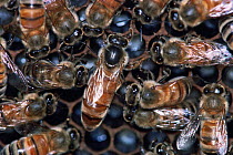 Honey bees {Apis mellifera} queen with her workers in nest, USA