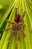 White toed tarantula / bird spider {Avicularia metallica} tropical rainforest, Peru, South America
