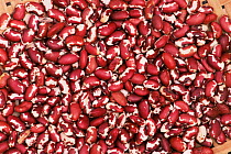 Anasazi analog beans {Phaseolus vulgaris} Arizona, USA