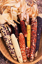 Corn / Maize varieties {Zea mays} USA