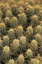 Hedgehog cactus {Echinocereus engelmanni} Sonoran desert, Arizona, USA