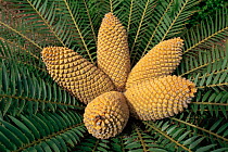 Cycad Bread palm fruit {Encephalartos altensteinii} South Africa