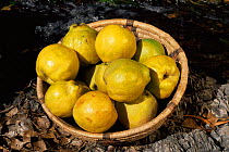 Bowl of Quince fruit {Cydonia oblonga} Arizona, USA