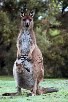 Western grey kangaroo with joey in pouch {Macropus fuliginosus} Australia