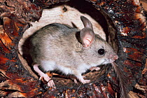 Mitchell's hopping mouse {Notomys mitchelii} Australia