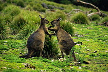 Western grey kangaroo {Macropus fuliginosus} males fighting, Australia