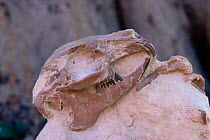 Fossil skull of a lagomorph {Paleolagus haydeni} New York, USA