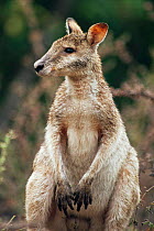 Portrait of Agile wallaby {Macropus agilis} Australia