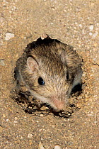 Desert pocket mouse {Perognathus penicillatus} head poking out of burrow, Sonoran desert, Arizona, USA, captive