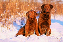 Two Chesapeake Bay retrievers sitting in snow, domestic dog breed (Canis familiaris) Illinois, USA
