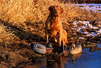 Domestic dog Chesapeake Bay retriever breed (Canis familiaris) with decoy ducks, Wisconsin, USA