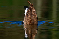 Canada Goose bobbing for food, upending {Branta canadensis} Illinois, USA