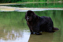 Domestic dog, Newfoundland in water, Illinois, USA