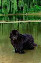 Domestic dog, Newfoundland in water, Illinois, USA