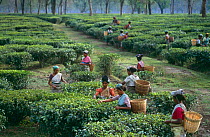 Women picking tea leaves in plantation, Assam, NE India