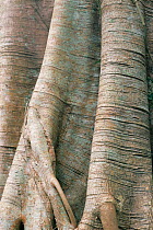 Root and bark detail of tree in tropical forest, Assam, India