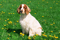 Domestic dog, Welsh springer spaniel, Illinois, USA